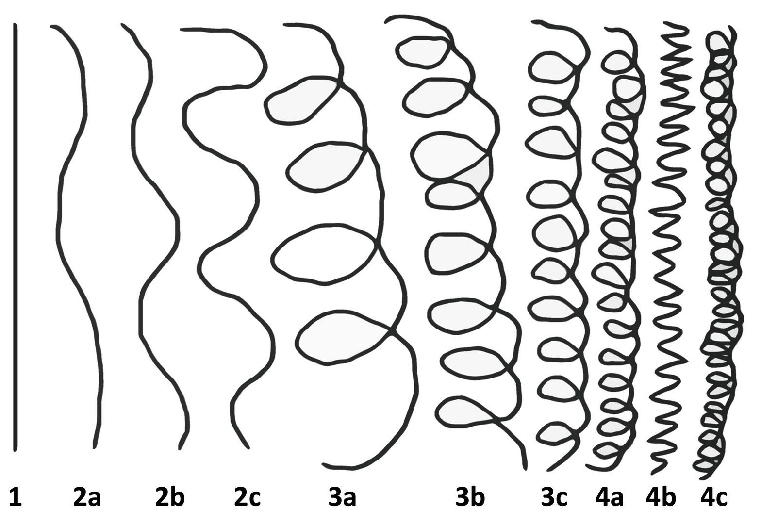 Image result for different hair types diagram