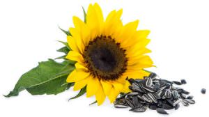 sunflower seeds