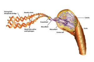 What Do Proteins Do to Afro Curly Hair